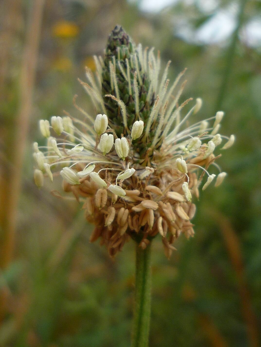 High Resolution Plantago lanceolata Flower